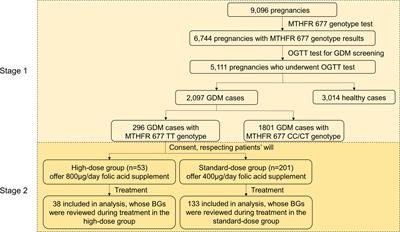 Enhanced recovery in patients with gestational diabetes mellitus and MTHFR 677 TT genotype after taking high-dose folic acid supplements during mid-late pregnancy: an open-label interventional study